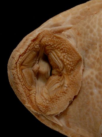 Media type: image; Ichthyology 7869